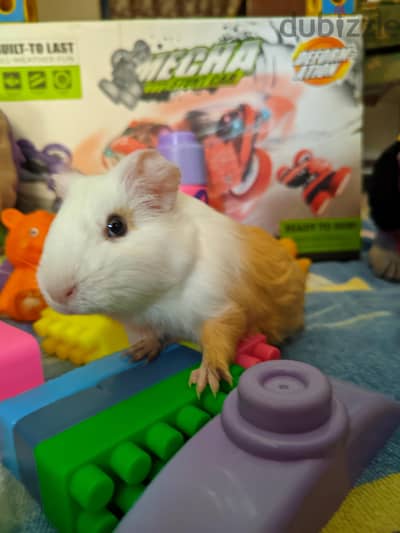 Cute & Friendly Hand-Tamed Guinea Pig – Ready for a Loving Family!