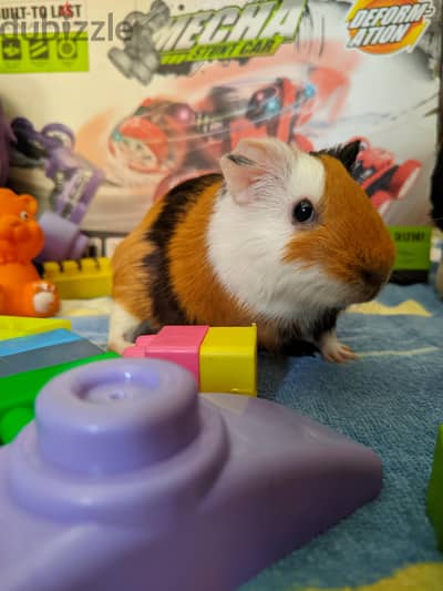 Cute & Friendly Hand-Tamed Guinea Pig – Ready for a Loving Family!
