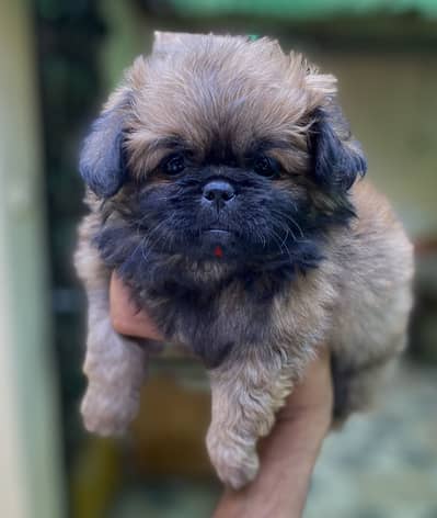 Pekingese بيكنواه