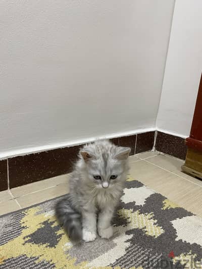قطه شيرازي