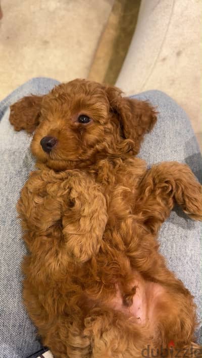Toy poodle almost 3 months dog took his vaccines Toy poodle almost 3 months dog took his vaccines