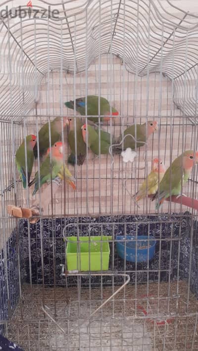 عصافير روز