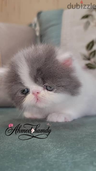 قط فان بلو