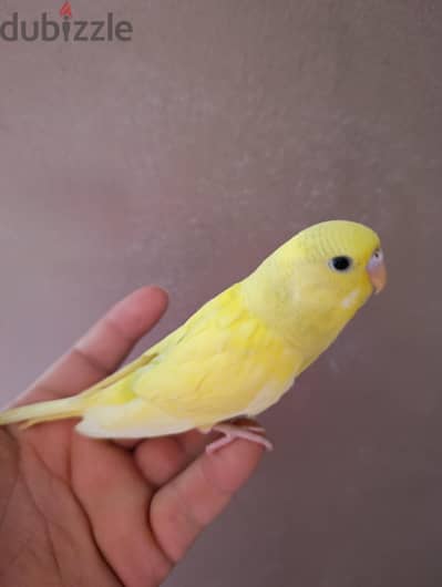 عصافير بادجي