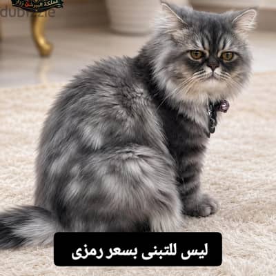 قط شيرازى
