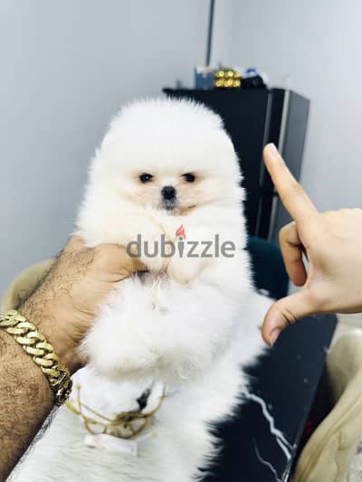 Pomeranian puppy teacup بومرينيان