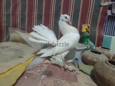 مجموعة زغاليل مستويات عالية
