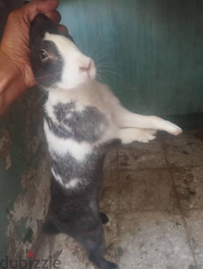 ارنبه بلدي نتايه
