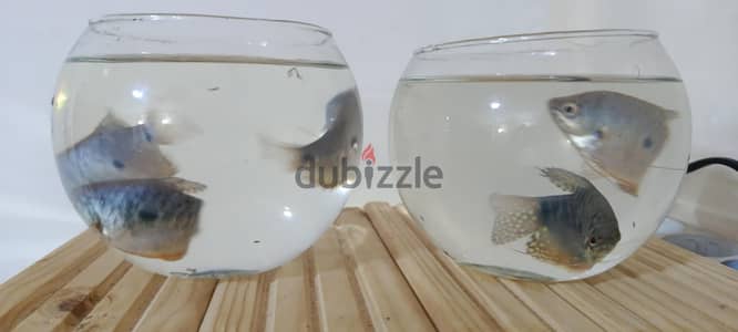 5 سمكات جورامي