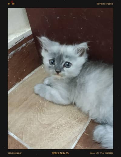قطط شيرازي