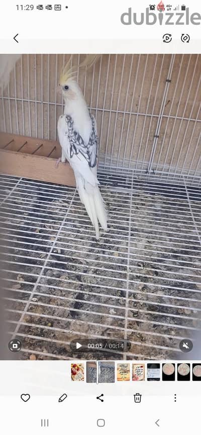 كوكتيل فرنساوي فوتيه ايزابيل كريم فيس عمر ٥ شهور