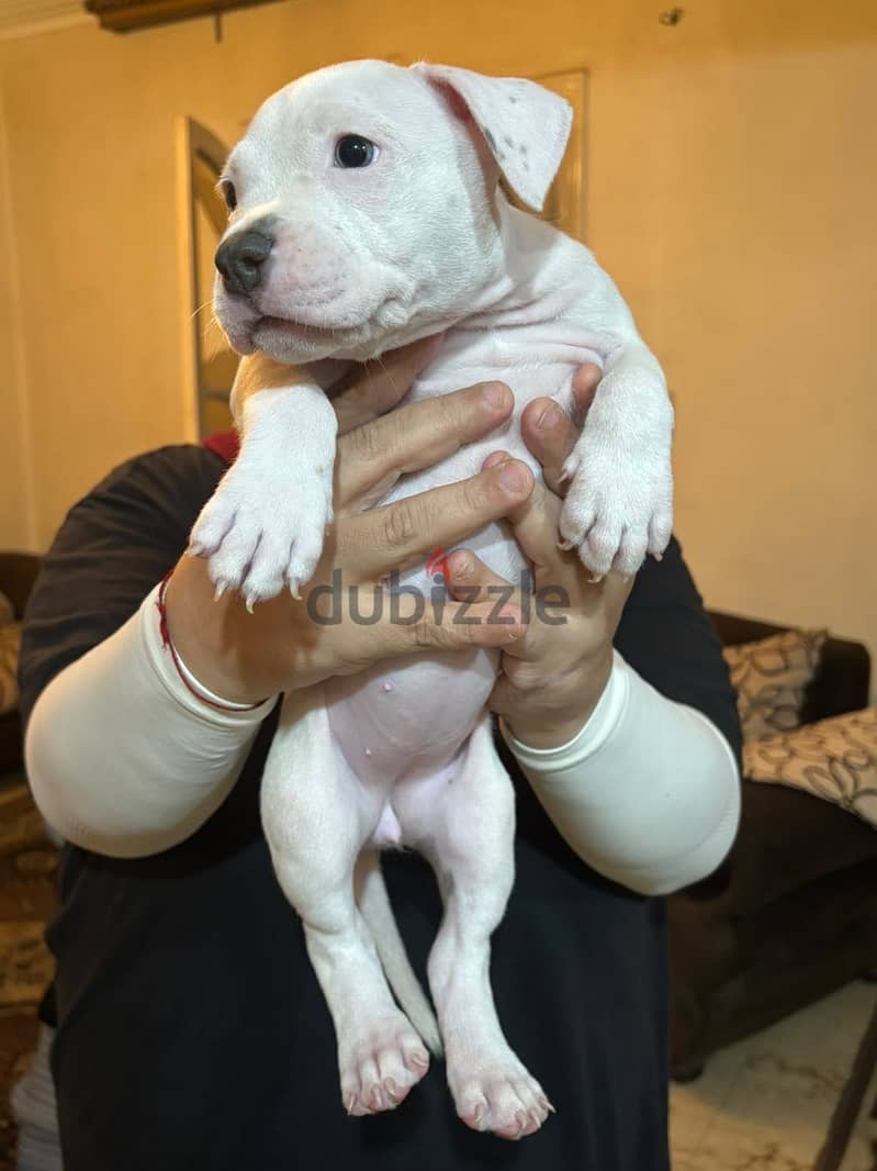 Pidbull dogs 5