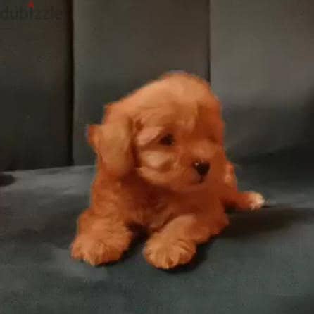 maltipoo & poodle 3