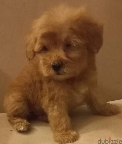 maltipoo & poodle