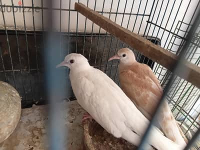 يمام قمري