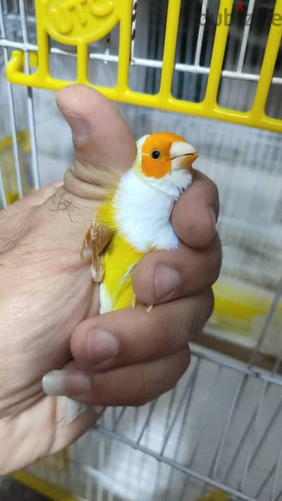 جولديان فينش