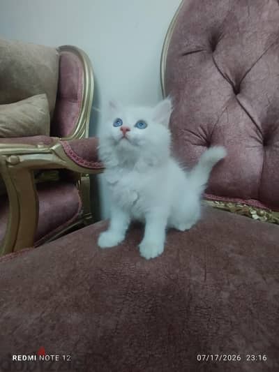 قطة شيرازى ٤٥ يوم