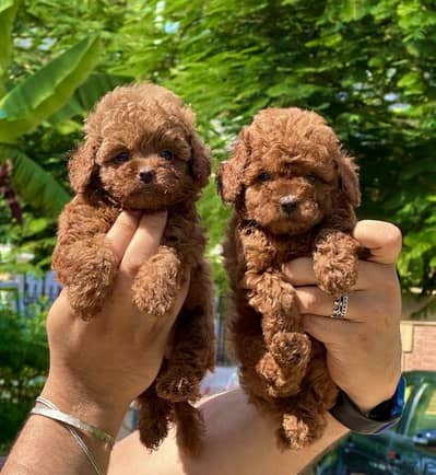 Toy poodle puppies توى بودل