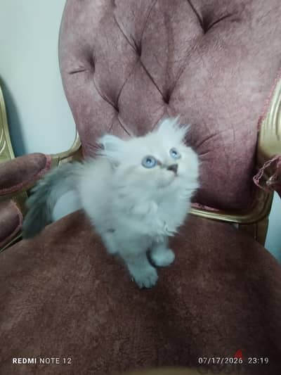قطة هيمالايا ٤٥ يوم