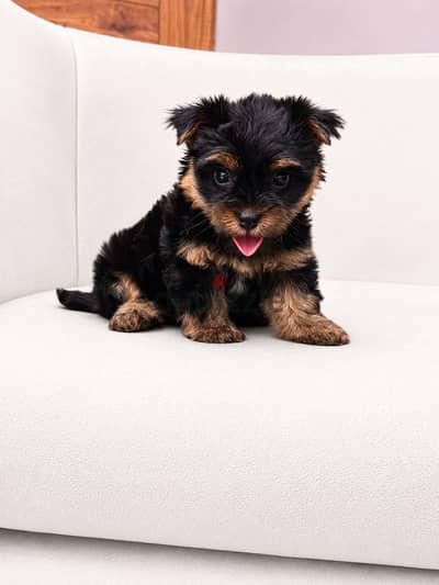 Yorkshire terrier Yorkie يوركشاير يورك شاير