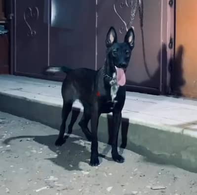 مالينو