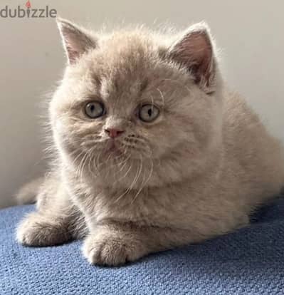 British shorthair kitten female from Russia