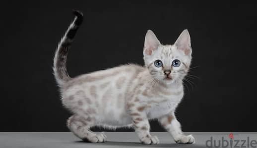 Bengal kitten from Russia
