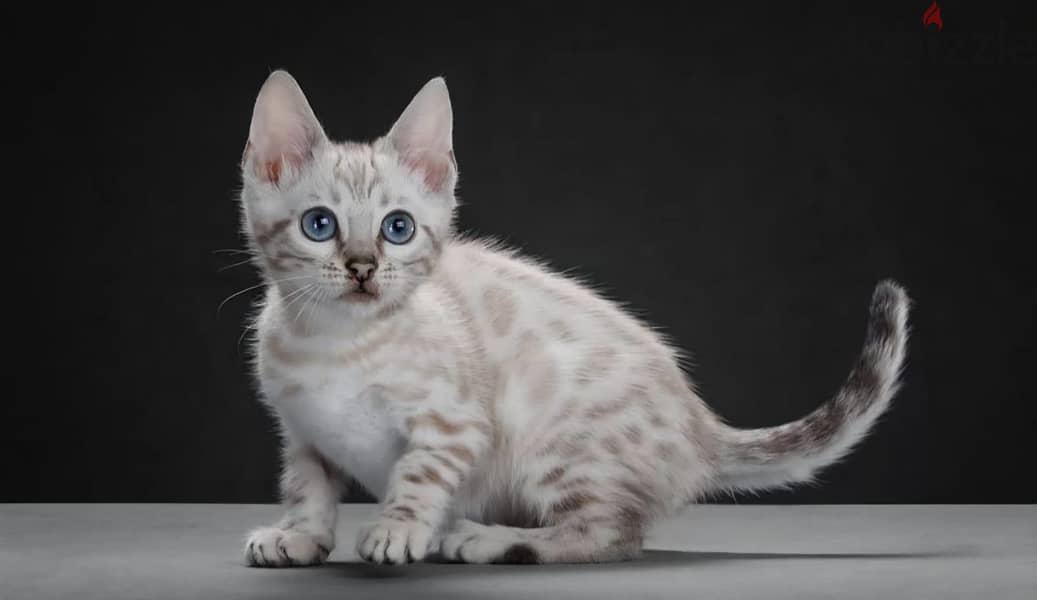 Bengal kitten from Russia 1
