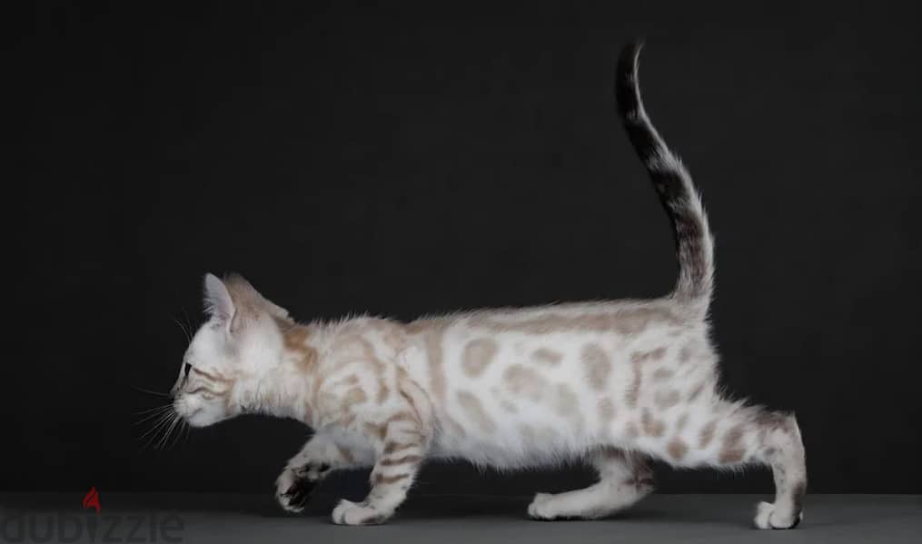 Bengal kitten from Russia 2