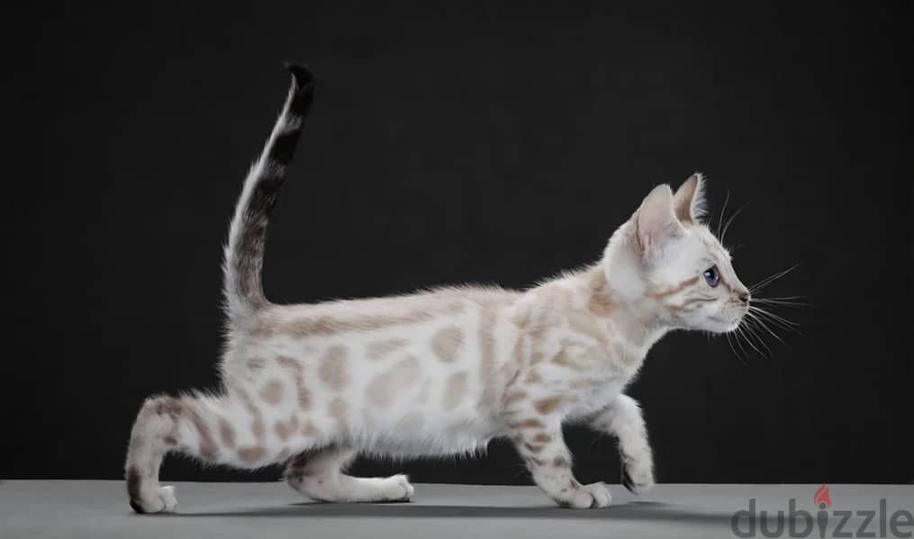 Bengal kitten from Russia 3