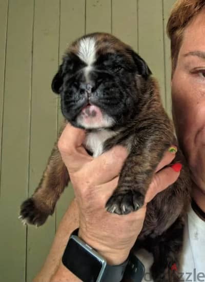 Boxer puppy male from Russia