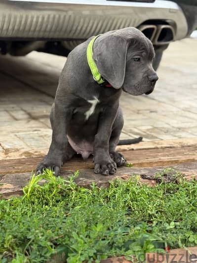 Cane corso puppies from Russia