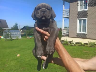 Cane corso puppy boy from Russia