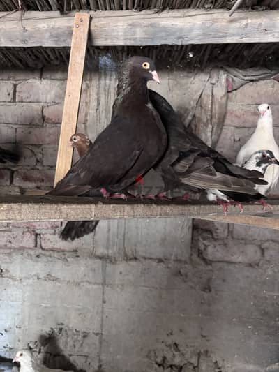 جوزين حمام رومي اول شغل