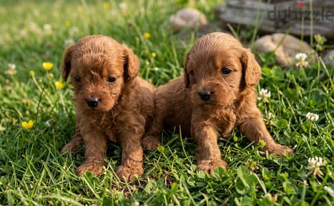 Maltipoo puppy