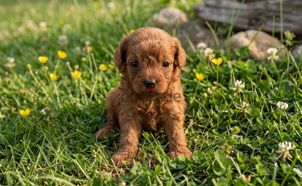 Maltipoo puppy 1