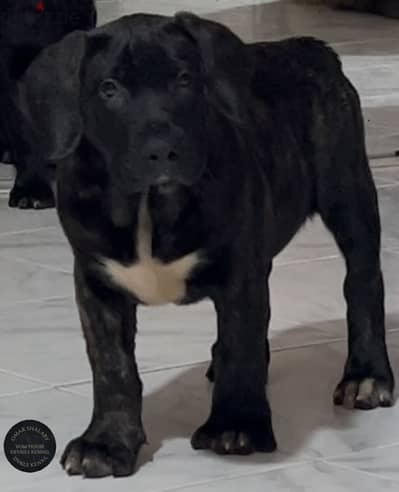 PRESA CANARIO برسيا كناريو
