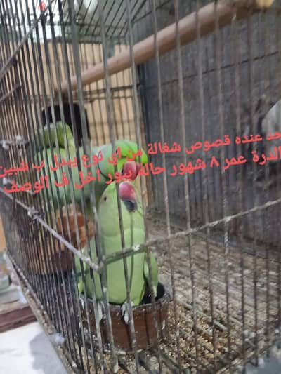 حد عنده قصوص شغالة من اي نوع بدل ب شبين درة ٨ شهور