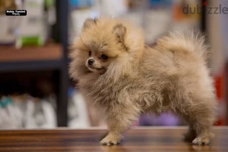 super pomeranian puppies mini sizes /أحسن جراوي بوميرانيان احجام ميني