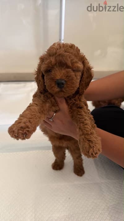 DARK BROWN toy poodle puppies imported parents