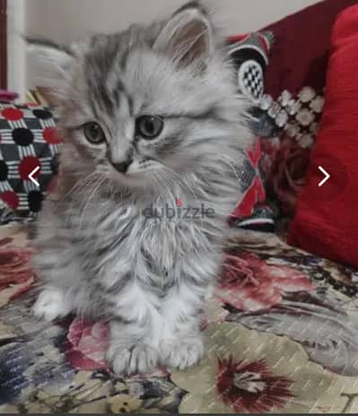 قطة شيرازي جميلة 80 يوم صغيرة