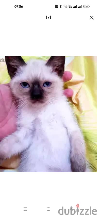 سيامي سيامى Siamese
