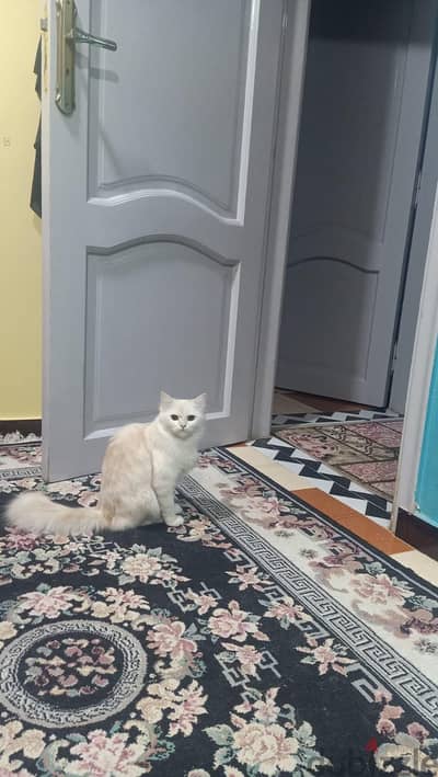 قطه شيراز