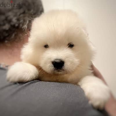 Samoyed puppy سامويد