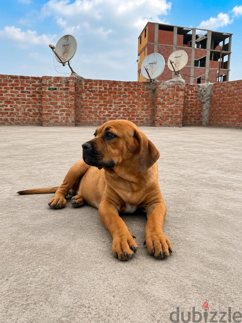 canecorso 1