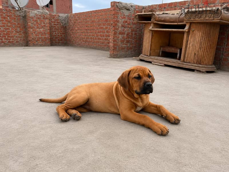 canecorso 2