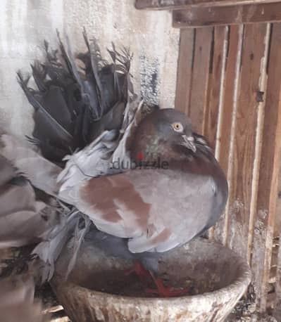 هزار اوروبى
