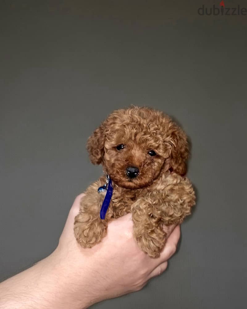 poodle puppies 1
