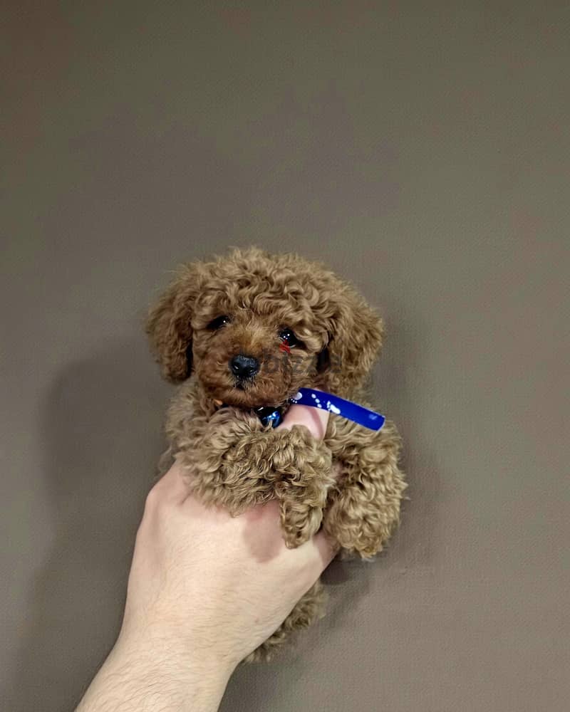 poodle puppies 2