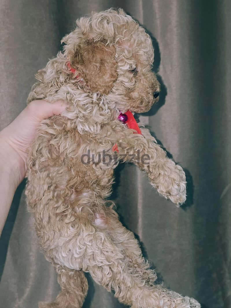 poodle puppies 3